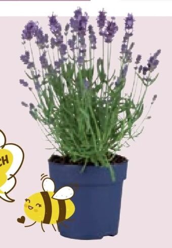 Lidl Lavendel Angebot