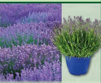 Norma Lavendel Busch Angebot