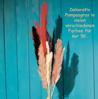 TEDi Dekorativ Pampasgras Vielen Verschiedenen Farben Angebot