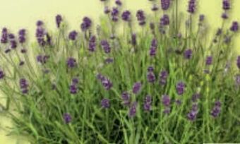Bauhaus Lavendel Angebot