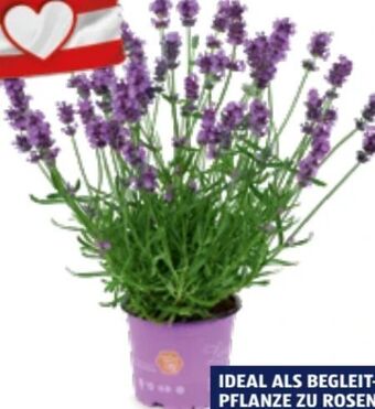 Hofer Lavendel Angebot