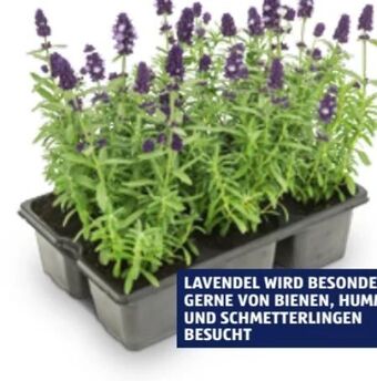 Hofer Lavendel Angebot