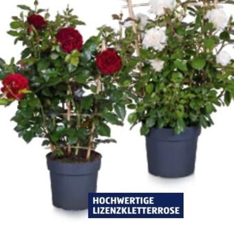 Hofer Rosen Angebot