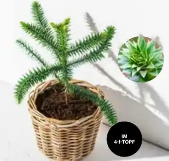Dehner Chilenische Schmucktanne Angebot