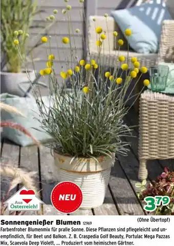 Salzburger Lagerhaus Sonnengenießer Blumen 12969 Angebot