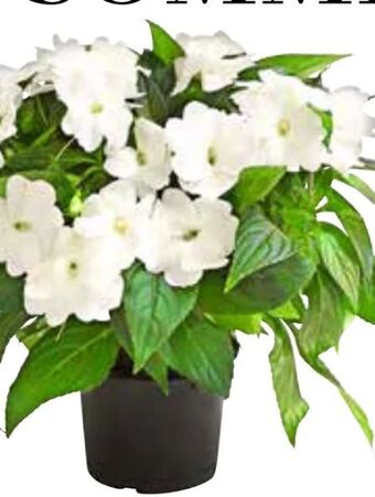 Dehner Edellieschen Angebot