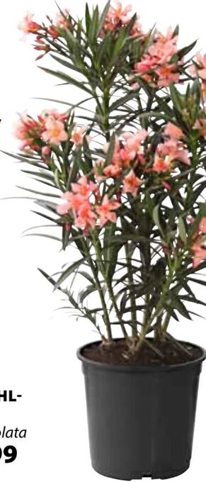 Dehner Oleander Angebot