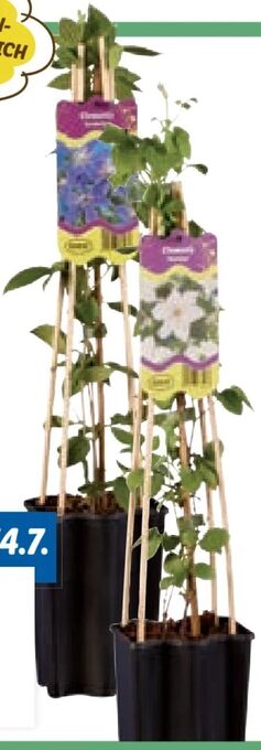 Lidl Clematis Angebot