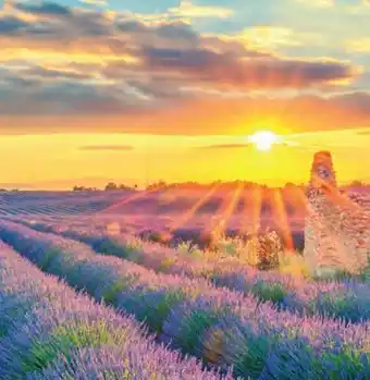 Billa Reisen Provence Rundreise Angebot