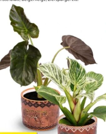 Hofer Grünpflanzen Angebot