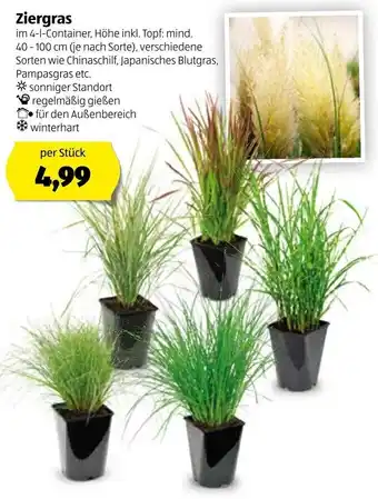 Hofer Ziergras 40-100cm Angebot