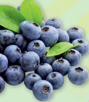 PENNY Heidelbeeren Angebot