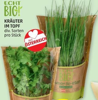 PENNY Kräuter Angebot