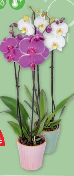 PENNY Orchidee Phalaenopsis Angebot
