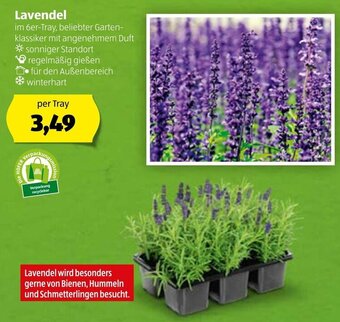 Hofer Lavendel Angebot