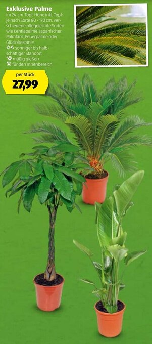 Hofer Exklusive Palme Angebot
