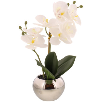 Action Orchidee im Topf Angebot