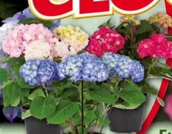Norma Hortensie Angebot