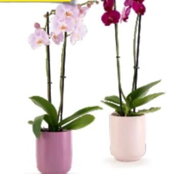 Hofer Orchideen Angebot