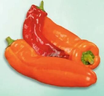 Metro Spitzpaprika Angebot
