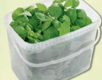 Metro Basilikum Angebot