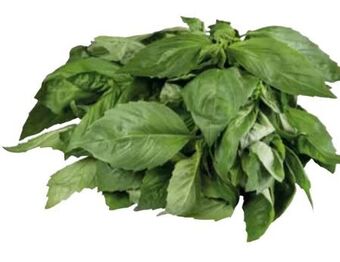 Transgourmet Basilikum Angebot