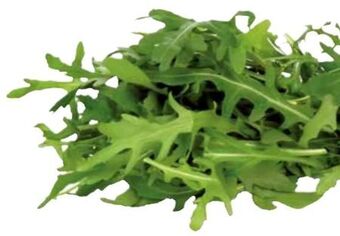 Transgourmet Rucola Angebot