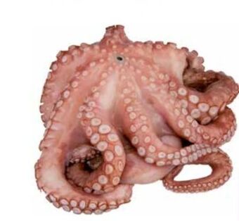 Transgourmet Octopus blume Angebot