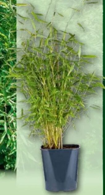 Norma Bambus Angebot