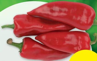 PENNY Knackige Spitzpaprika Rot 500 Gramm Angebot