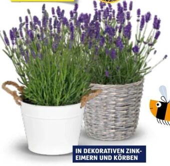 Hofer Lavendel Angebot