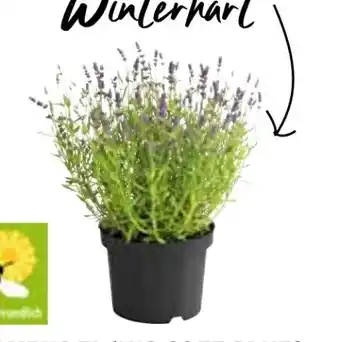 Dehner Lavendel hidcote blue Angebot