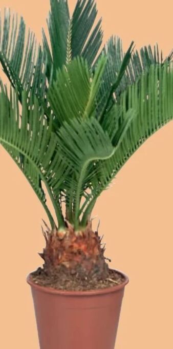 Lidl Palme Angebot