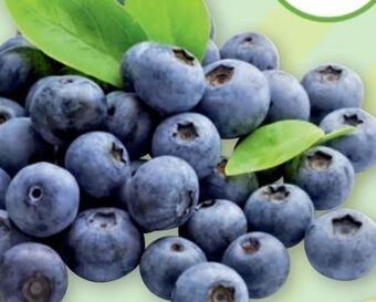 PENNY Heidelbeeren Angebot