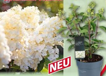 Norma Rispenhortensie Angebot