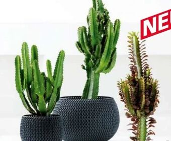 Norma Kaktus euphorbia xl mix Angebot