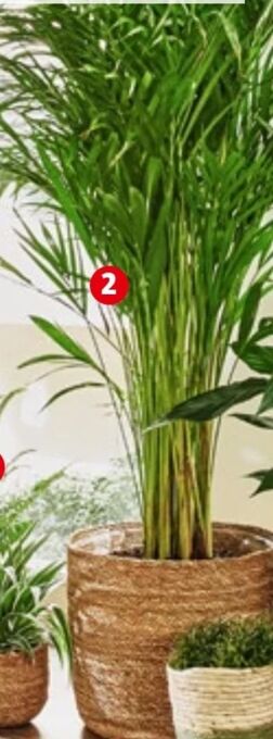 Bauhaus Dypsis palme Angebot