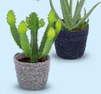 Hofer Aloe vera Angebot