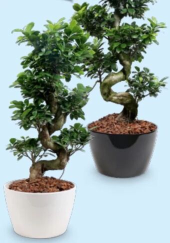 Hofer Riesenbonsai Angebot