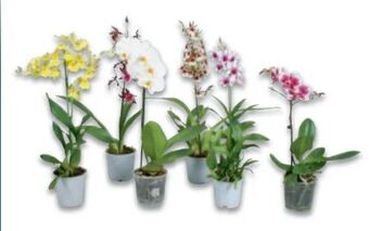 Metro Orchideen mix Angebot