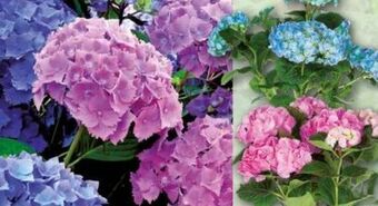 Norma Hortensie Angebot