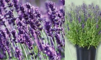 Norma Lavendel Angebot