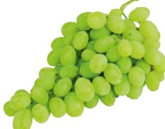 Transgourmet Trauben Angebot