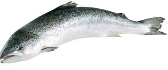 Transgourmet Lachs Angebot