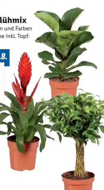 Lidl Grünpflanzen mix Angebot