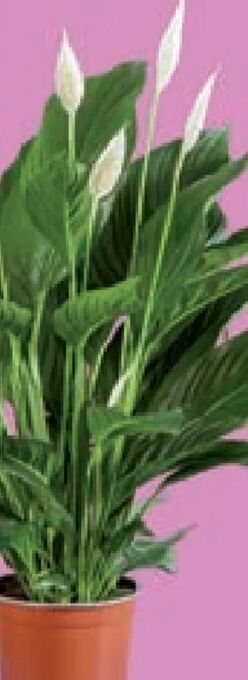 Lidl Spathiphyllum Angebot