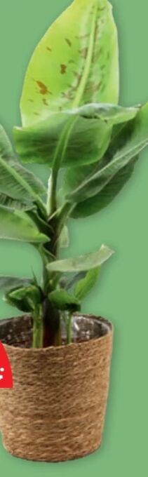PENNY Bananenpalme Im Korb Angebot