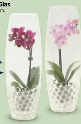 Hofer Mini-orchidee Angebot