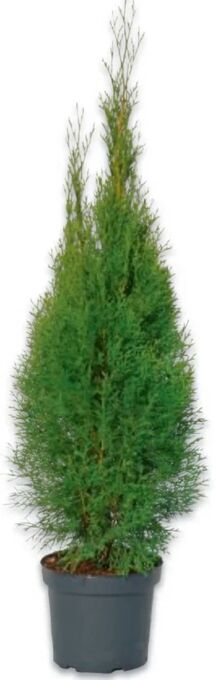 Metro Thuje smaragd Angebot