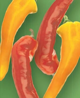 Lidl Spitzpaprika-mix Angebot